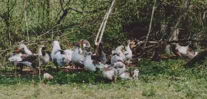 Gl&uuml;ckliche Weihnachtsgans G&auml;nse im Schatten am Bach